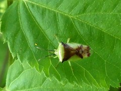 Elasmostethus atricornis