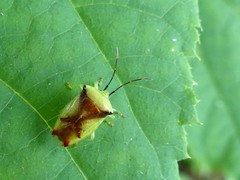 Elasmostethus atricornis
