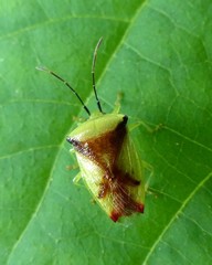 Elasmostethus atricornis