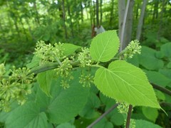 Elasmostethus atricornis