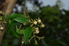 Clematis hedysarifolia