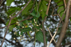 Clematis hedysarifolia