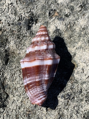 Vexillum rugosum observed 2025-08-18