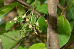 Clematis hedysarifolia