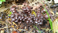 Gymnopus fuscopurpureus