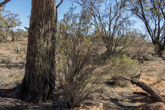 Pimelea microcephala