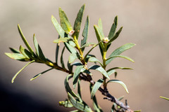 Pimelea microcephala