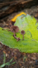 Gymnopus fuscopurpureus