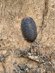 Laxta granicollis