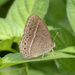 Common Bushbrown - Photo (c) MSOne, some rights reserved (CC BY-NC-ND), uploaded by MSOne