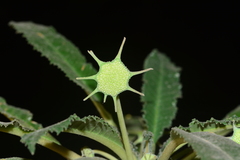 Dorstenia foetida