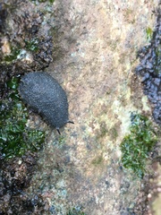 Onchidella floridana