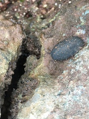 Onchidella floridana