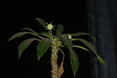 Dorstenia foetida