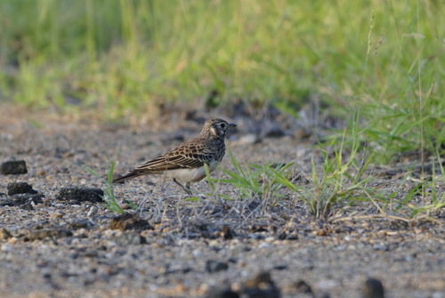 Dusky Lark (Pinarocorys nigricans), photo 1