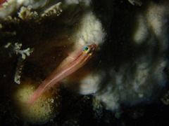 Black-Striped Pygmygoby photo 2