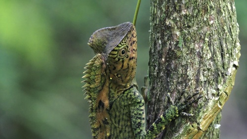 Gonocephalus chamaeleontinus