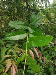 Anodendron parviflorum