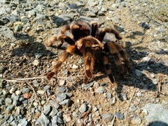 Brachypelma hamorii