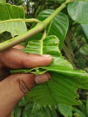Anodendron parviflorum