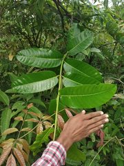 Anodendron parviflorum