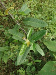 Anodendron parviflorum