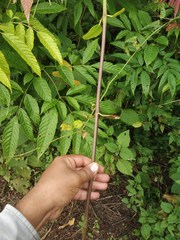 Anodendron parviflorum
