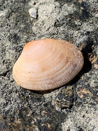 Venerupis aspera observed 2025-08-18