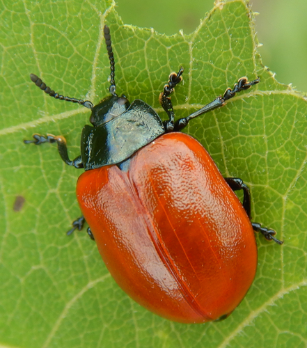 Poplar Leaf Beetle