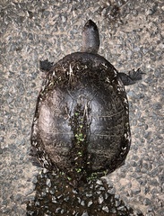 Chelodina longicollis
