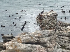 Phalacrocorax capensis