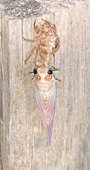Cicadidae