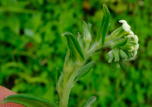 Lithospermum afromontanum