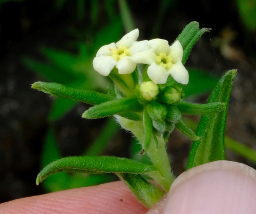 Lithospermum afromontanum