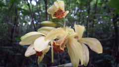 Phaius flavus
