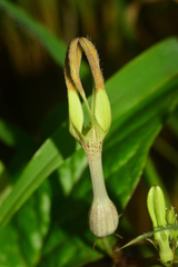 Ceropegia vincifolia