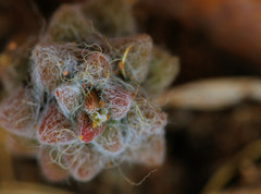 Anacampseros subnuda subnuda