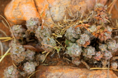 Anacampseros subnuda subnuda