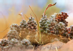 Anacampseros subnuda subnuda