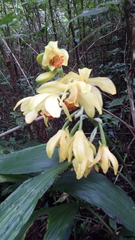 Phaius flavus