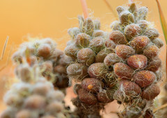 Anacampseros subnuda subnuda