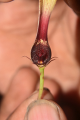 Ceropegia vincifolia