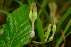 Ceropegia vincifolia