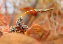 Anacampseros subnuda subnuda