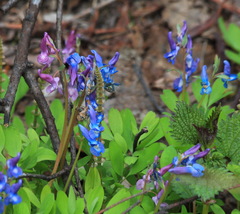 Corydalis ambigua