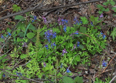Corydalis ambigua