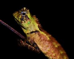 Gonocephalus kuhlii