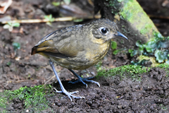 Grallaria haplonota