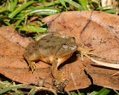 Occidozyga lima