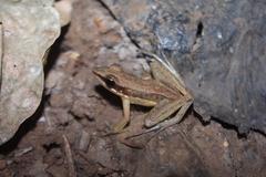 Indosylvirana nicobariensis